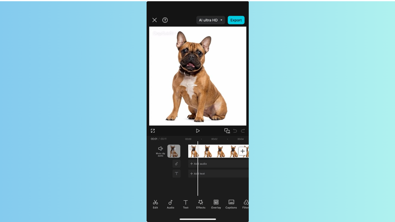 French bulldog dog day song