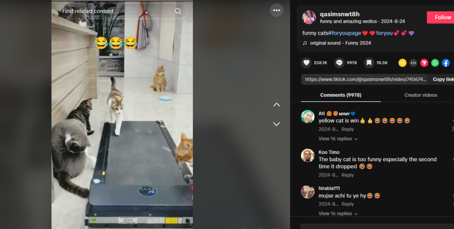 Haustier- und Tiervideospulen auf TikTok