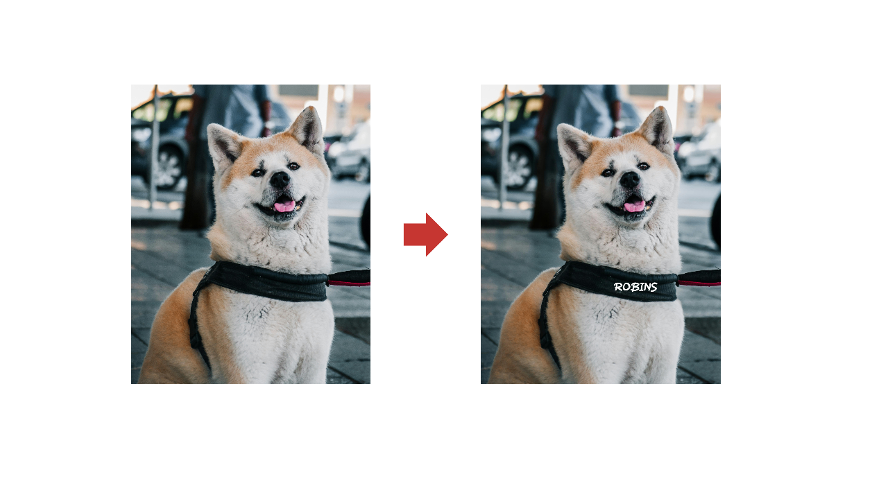 dog name tags near me