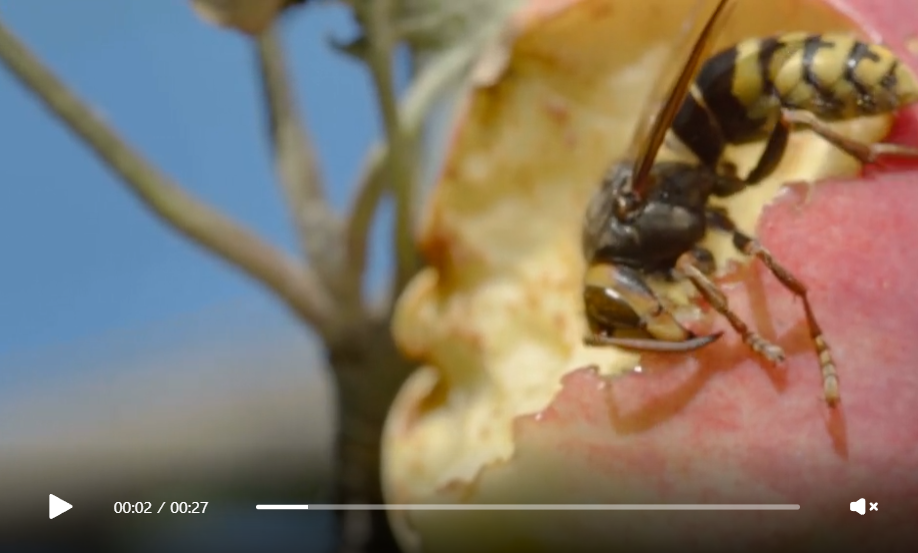 Macro nature videos