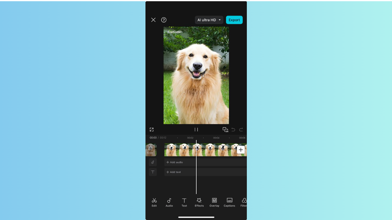 Golden retrieval national dog day message