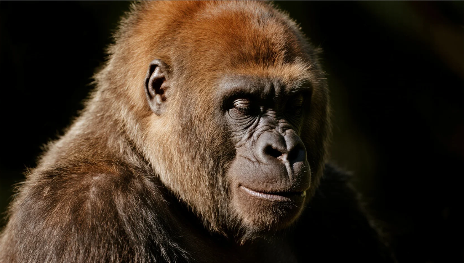 How AI creates gorillas