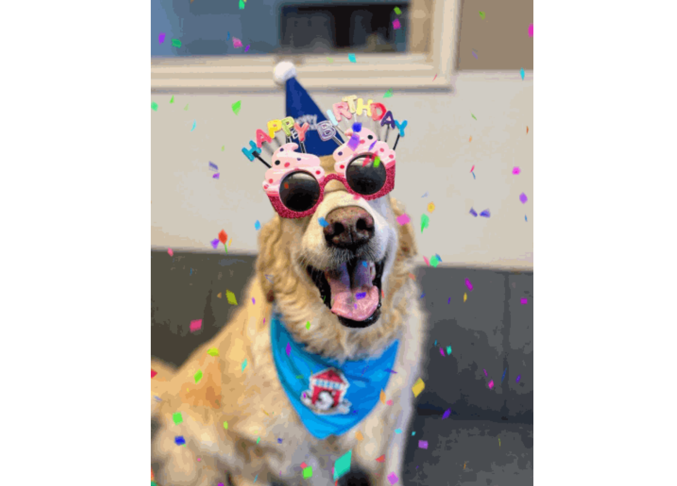 Lustiges Geburtstags-GIF eines Hundes mit Partyhut.