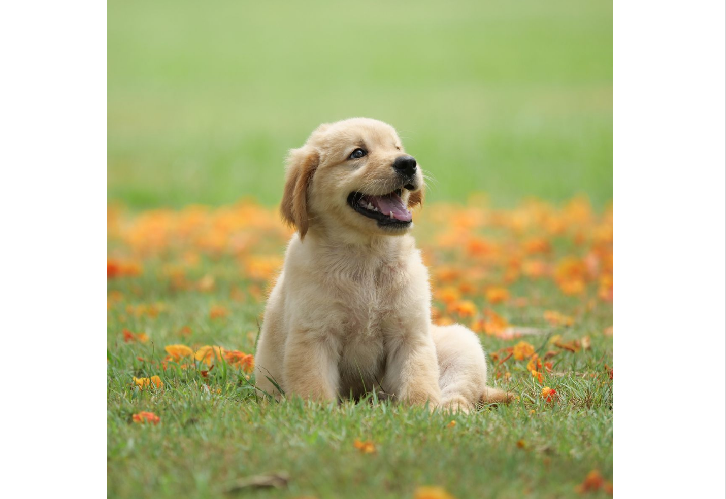 Cute pet photo for WhatsApp profile
