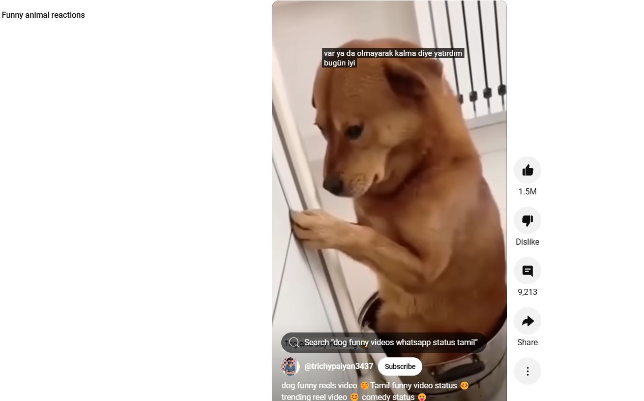 Short YouTube drôle de réactions animales amusantes
