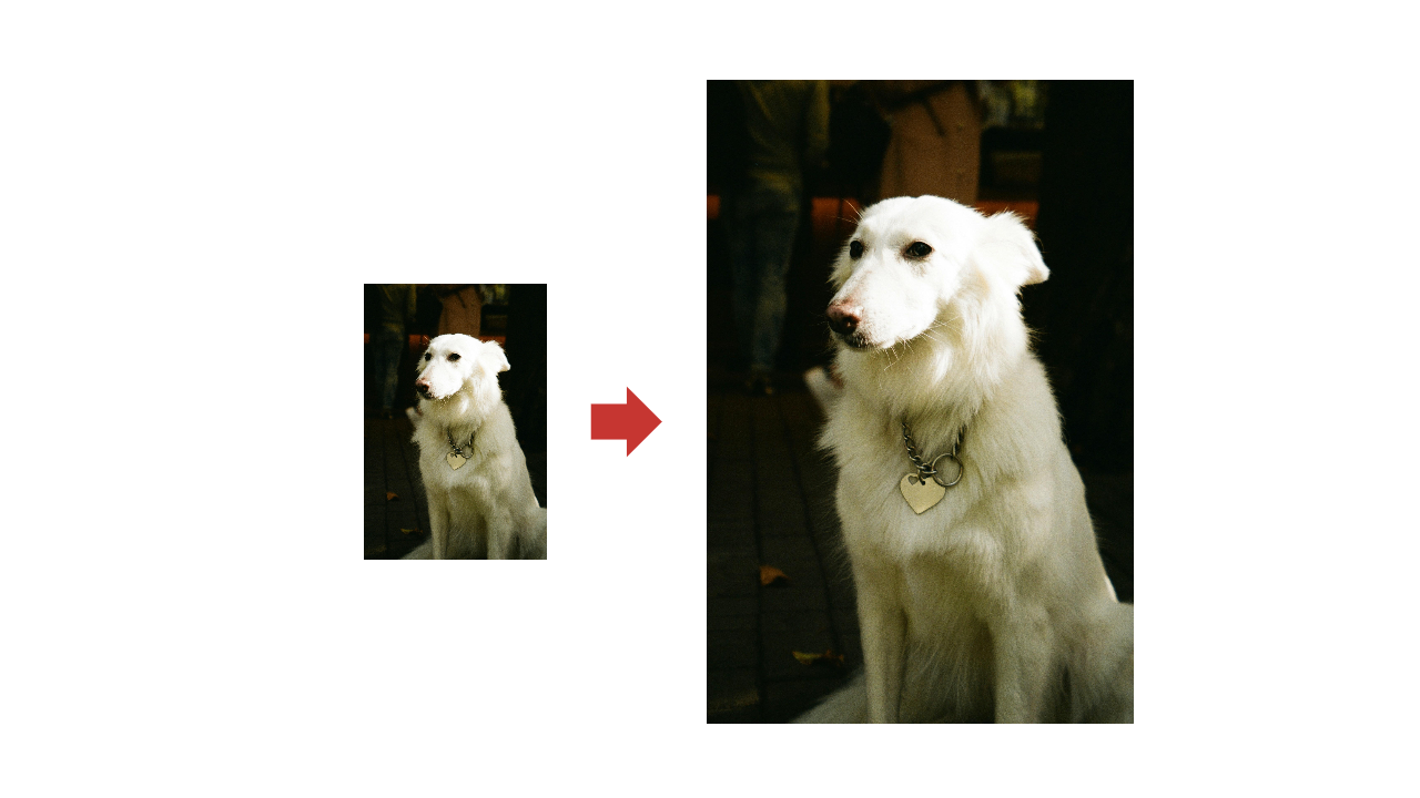 dog id name tags